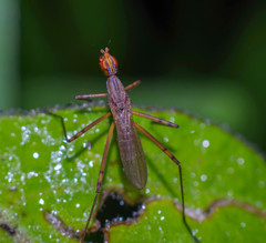Nerioidea