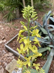 Brassica oleracea viridis