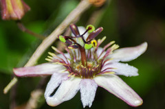 Passiflora andreana