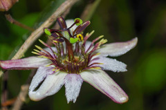 Passiflora andreana