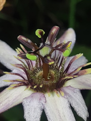 Passiflora andreana
