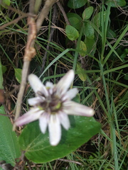 Passiflora andreana