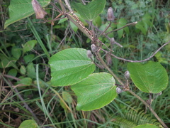 Passiflora andreana