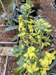 Brassica oleracea viridis
