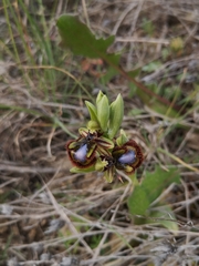 Ophrys speculum speculum