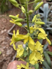 Brassica oleracea viridis