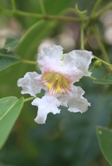 Catalpa longissima