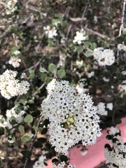 Ceanothus verrucosus