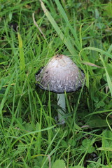 Coprinus comatus