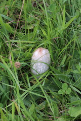 Coprinus comatus