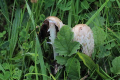 Coprinus comatus