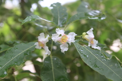 Catalpa longissima