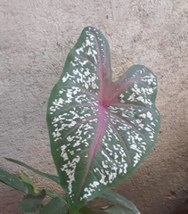 Caladium bicolor