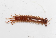 Lithobius nigripalpis