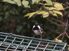 Periparus ater