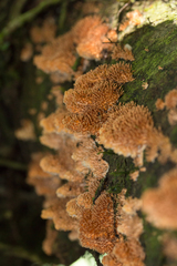 Echinoporia aculeifera