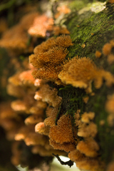 Echinoporia aculeifera