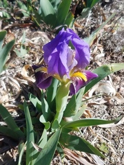 Iris lutescens olbiensis