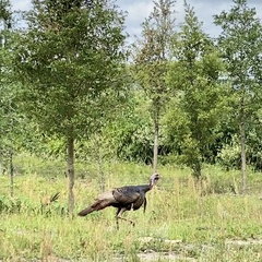 Meleagris gallopavo osceola