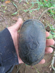 Kinosternon leucostomum