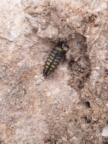 Porcellio haasi