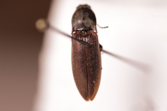 Acteniceromorphus spinosus