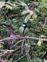Parus major