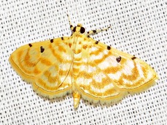 Notarcha quaternalis