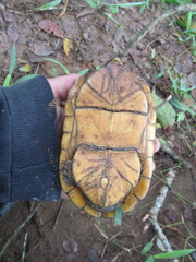 Kinosternon leucostomum