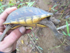 Kinosternon leucostomum