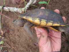 Kinosternon leucostomum