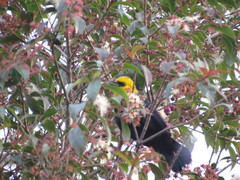 Chrysomus icterocephalus bogotensis