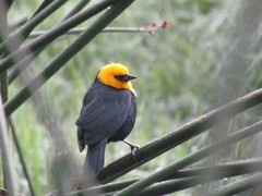 Chrysomus icterocephalus bogotensis