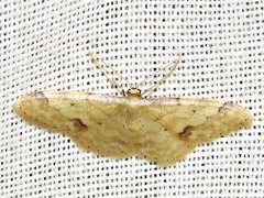 Idaea squamulata
