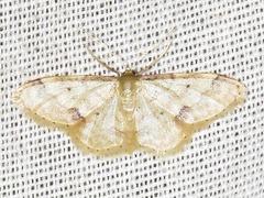 Idaea squamulata