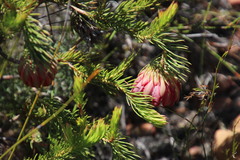 Protea nana