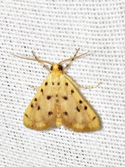 Calamoschoena stictalis