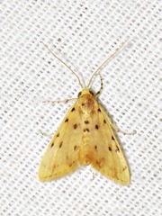 Calamoschoena stictalis