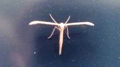Pterophoroidea