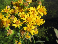 Senecio fistulosus