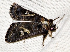 Spodoptera apertura