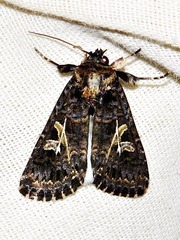Spodoptera apertura