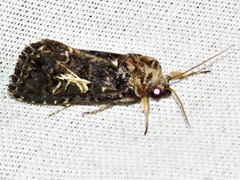 Spodoptera apertura