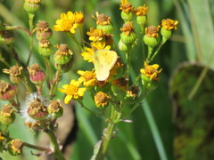 Colias vauthierii