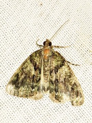Xylopteryx arcuata