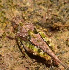 Paratettix meridionalis