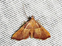 Endotricha erythralis