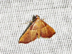 Endotricha erythralis