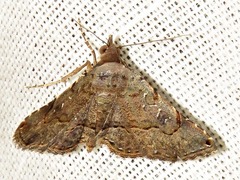 Rhesala moestalis