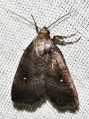 Athetis nephrosticta